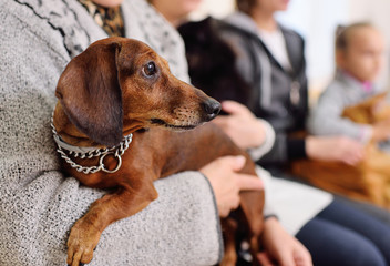 Pretty dachshund dog in the hands of the owner waiting for the queue for a medical examination in the veterinary clinic