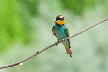 European bee-eater sits on a thin branch with its beak open (on a green background).