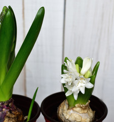 Pots with a  white hyacinth flower. selective focus.