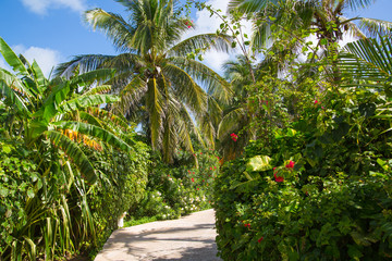 Fototapeta na wymiar Mexico, Cancun. Park with palms and tropical plants