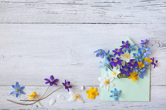 Forest spring flowers in an envelope on a wooden background