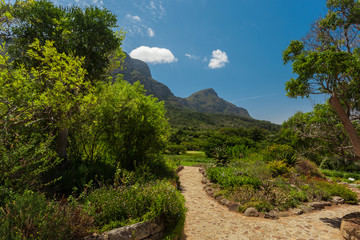 Fototapeta na wymiar View of the Kirstenbosch National Botanical Garden in Cape Town, South Africa