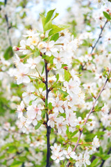 Flowers on a branch of a blossoming tree in spring