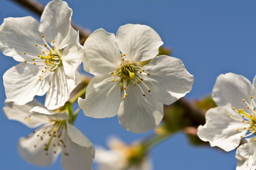 Obraz premium White cherry blossom against a deep blue sky
