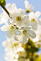 White cherry blossom