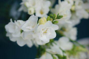 White Freesia Bouquet of Flowers on Black Background. close up. - obrazy, fototapety, plakaty