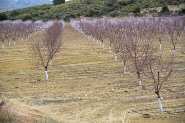 Huerto de almendros en primavera florecidos por el buen tiempo del mediterráneo y el cuidado de los agricultores