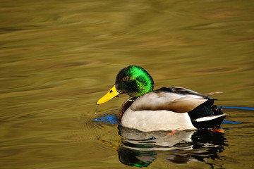 Obraz premium Stockentenmännchen 