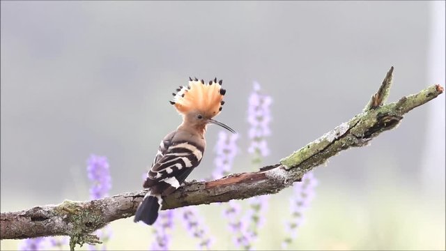Wiedehopf landet auf einem Ast und stellt seine Haube auf, Hoopoe bird preening