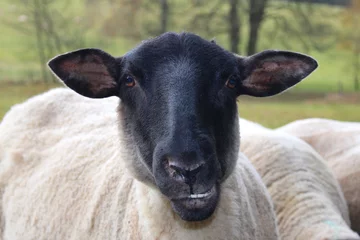 Cercles muraux Moutons mouton noir à la ferme