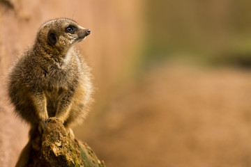 Meerkat (Suricata suricatta) sitting on a log looking to the right