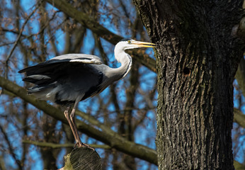 Graureiher Fischreiher
