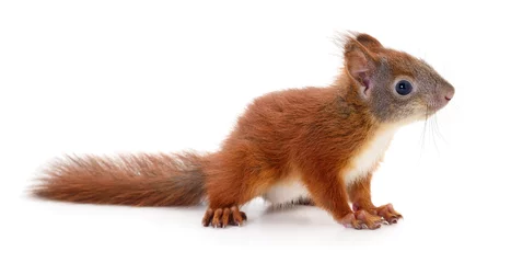 Zelfklevend Fotobehang Euraziatische rode eekhoorn. © Anatolii