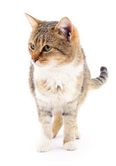 Kitten on white background.