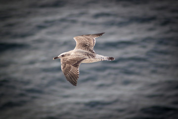 Möwe_Meer