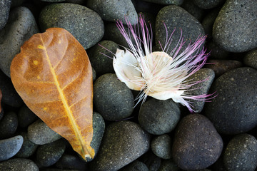 Fototapeta premium Blüte und Blatt des Topffruchtbaum (Barringtonia asiatica)