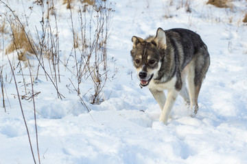 A gray dog, similar to a small wolf, walks through the snow