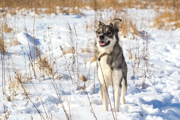 portrait of a young gray cute dog with snow on his nose