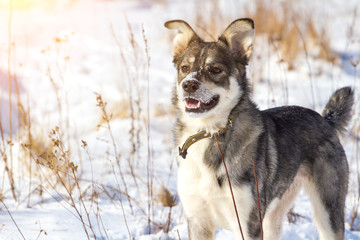 portrait of a young gray cute dog with snow on his nose, toned