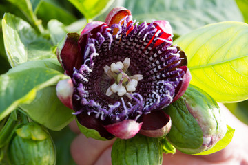 blooming passion fruit, close on green background