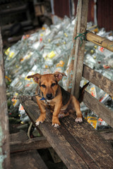 angeketteter Hund vor einem Berg leerer Schnapsflaschen