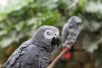 A pair of two african grey parrots on branch, one close up head shot