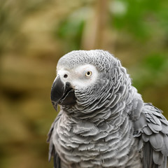 Close-up head shot of african grey parrot head, square