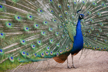 Male peafowl, peacock with shimmering display of eyespot feathers on ground