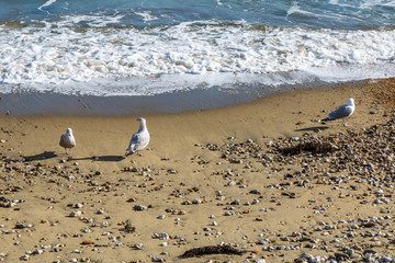 Birds on the Shoreline