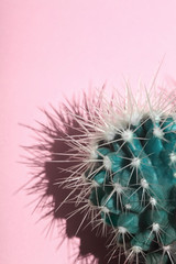 cactus.fahion cyan cactus on pastel pink background.Copy space.vVisual Art
