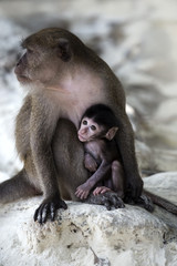 A Baby monkey with his mother.Monkey beach,Thailand