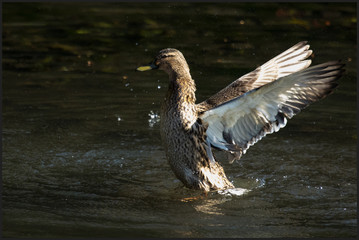 Gans