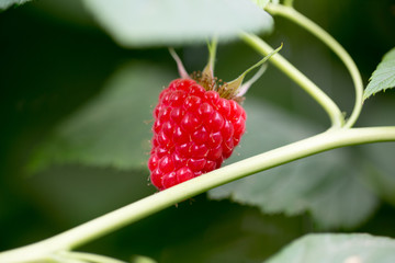 Organic ripe red raspberries on the bush.