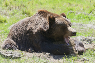 Brown bear yawning
