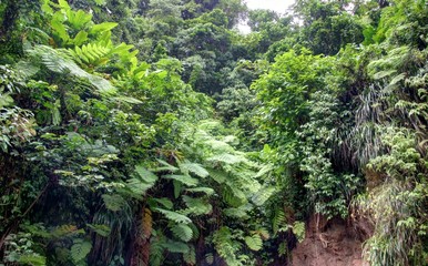 Île de Sainte Lucie (Caraïbes) et Castries, capitale