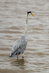 Heron cendré; Ardea cinerea, Grey Heron
