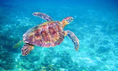 Fototapeta premium Sea turtle in clear blue sea water. Green sea turtle closeup. Wildlife of tropical coral reef.