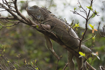 Green Iguana in tropical rainforest of Costa Rica