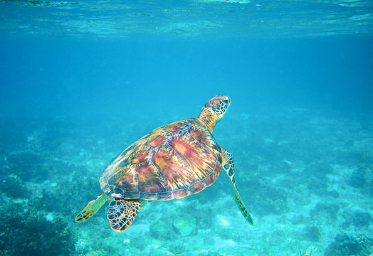 Sea turtle in clear blue sea water. Green sea turtle closeup. Wildlife of tropical coral reef.
