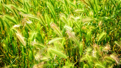 Wheat field. Ears of golden and green rye close up. Rural Scenery under Shining Sunlight. Background of ripening ears of meadow wheat field. Rich harvest Concept