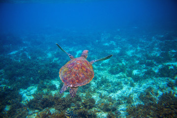 Wild sea turtle swims in sea water. Green sea turtle closeup. Wildlife of tropical coral reef.