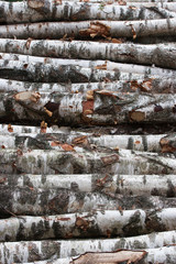 Birch tree texture