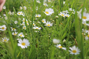 flower, daisy