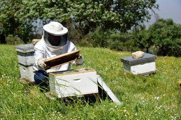 Imker mit Bienenwbe in der Hand vor Bienenstock