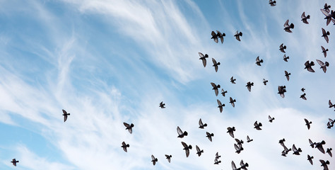 A flock of pigeons flies across the sky. Birds fly against the s