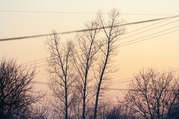 Obraz premium tree branches and orange sky background