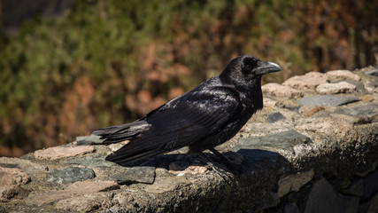 Crow on the island of Gran Canaria