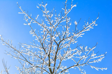 Winter branches of trees in frost snow flakes