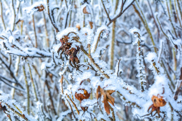 Winter branches with berries in frost snow flakes
