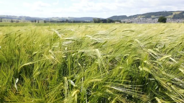 Strong wind moves the ears of green wheat on a sunny day in spring in Switzerland